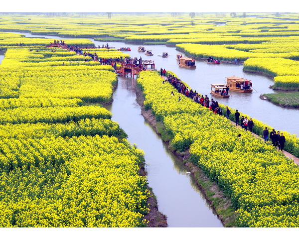 入選獎(jiǎng) 寧德忠 徜徉菜花海.jpg