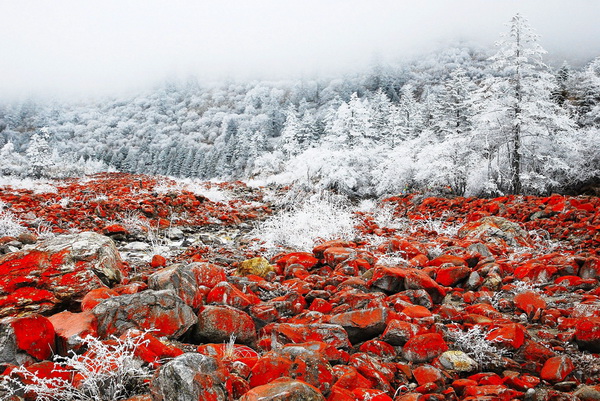 入選獎(jiǎng) 吳熠 血與雪的貼近.jpg
